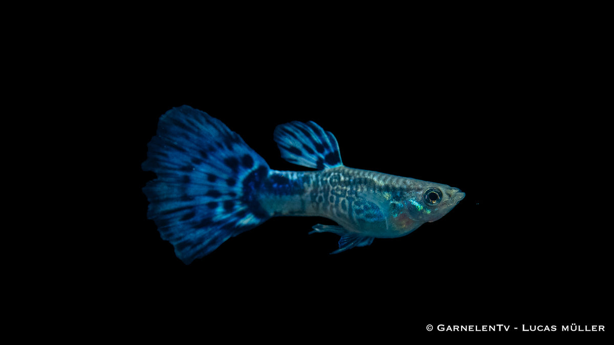Guppy männlich snakeskin blau EU-NZ lg