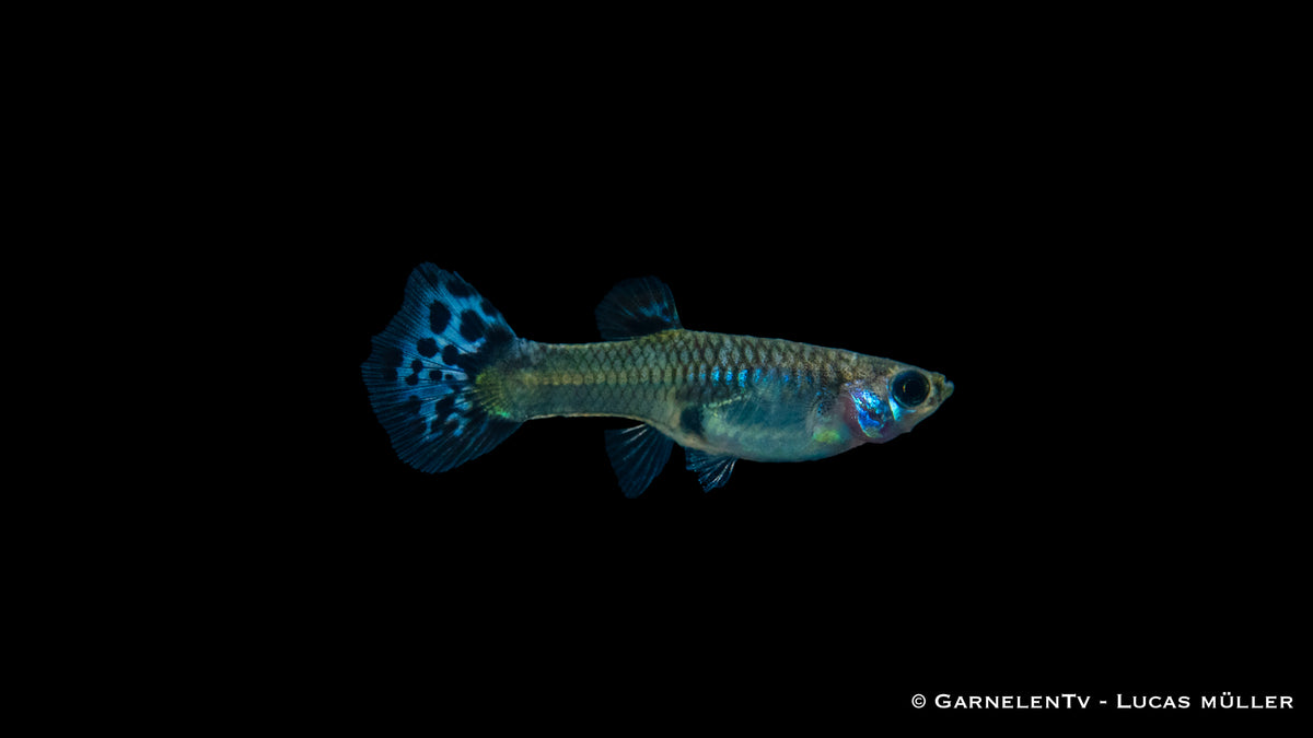 Guppy weiblich snakeskin blau EU-NZ med
