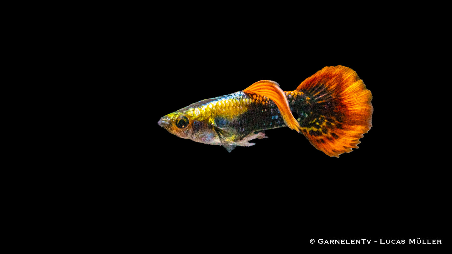 Guppy männlich multicolor HQ lg (Thailand)