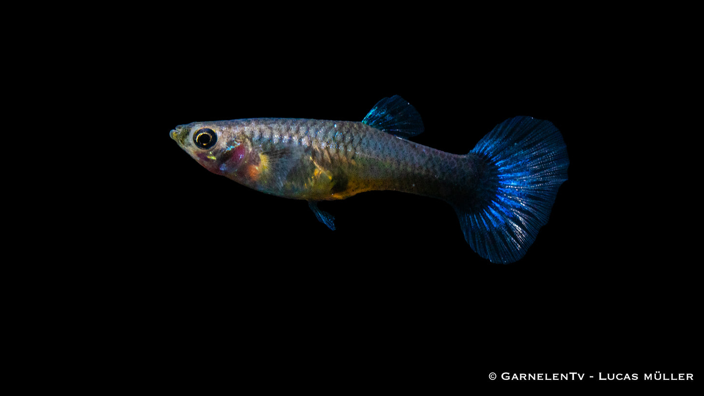 Guppy weiblich neon blau HQ lg (Thailand)