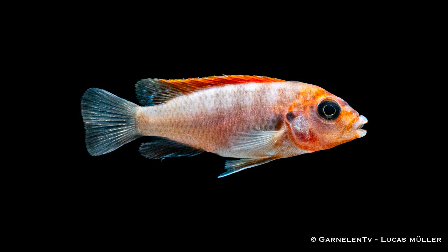 Hongi Maulbrüter red top DNZ 4 cm