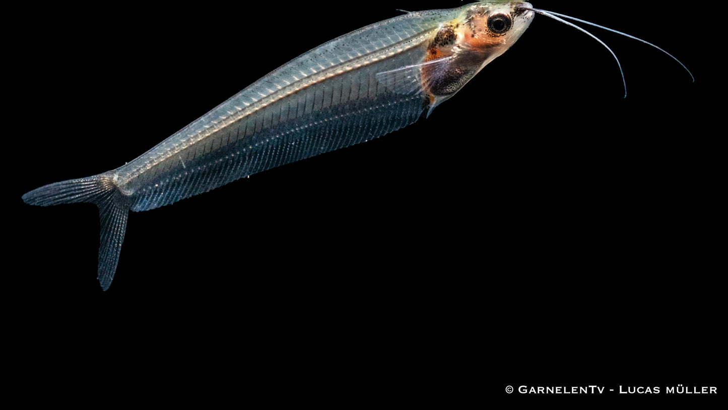 Indischer Glaswels lg