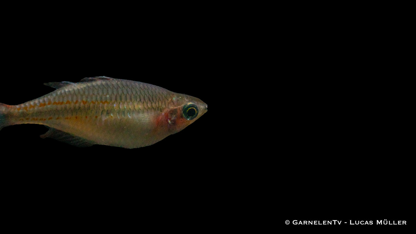 Juwelen Regenbogenfisch Richard River DNZ 6 cm