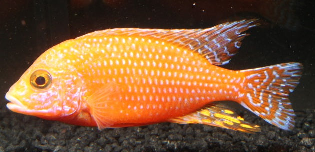 Kaiserbuntbarsch rot DNZ 6 cm