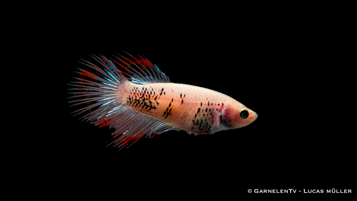 Kampffisch weiblich Kammschwanz ml