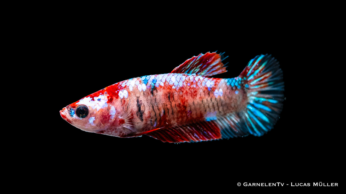 Kampffisch weiblich Koi ml