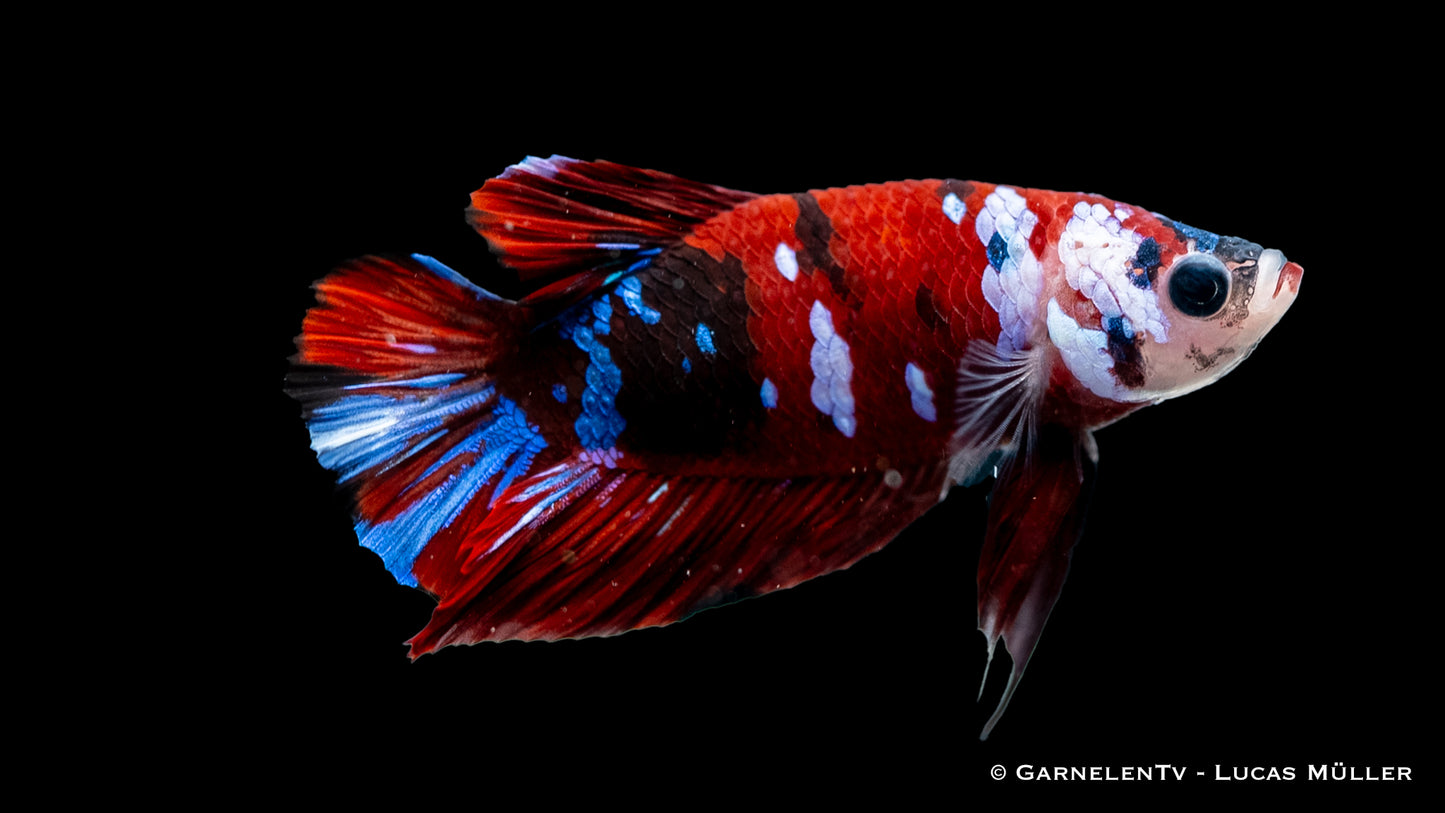 Kampffisch männlich star koi plakat xl