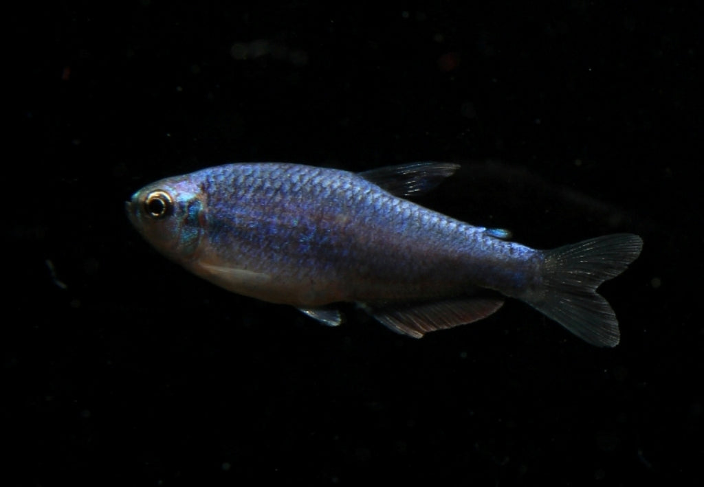 Königssalmler Super Blue ENZ med