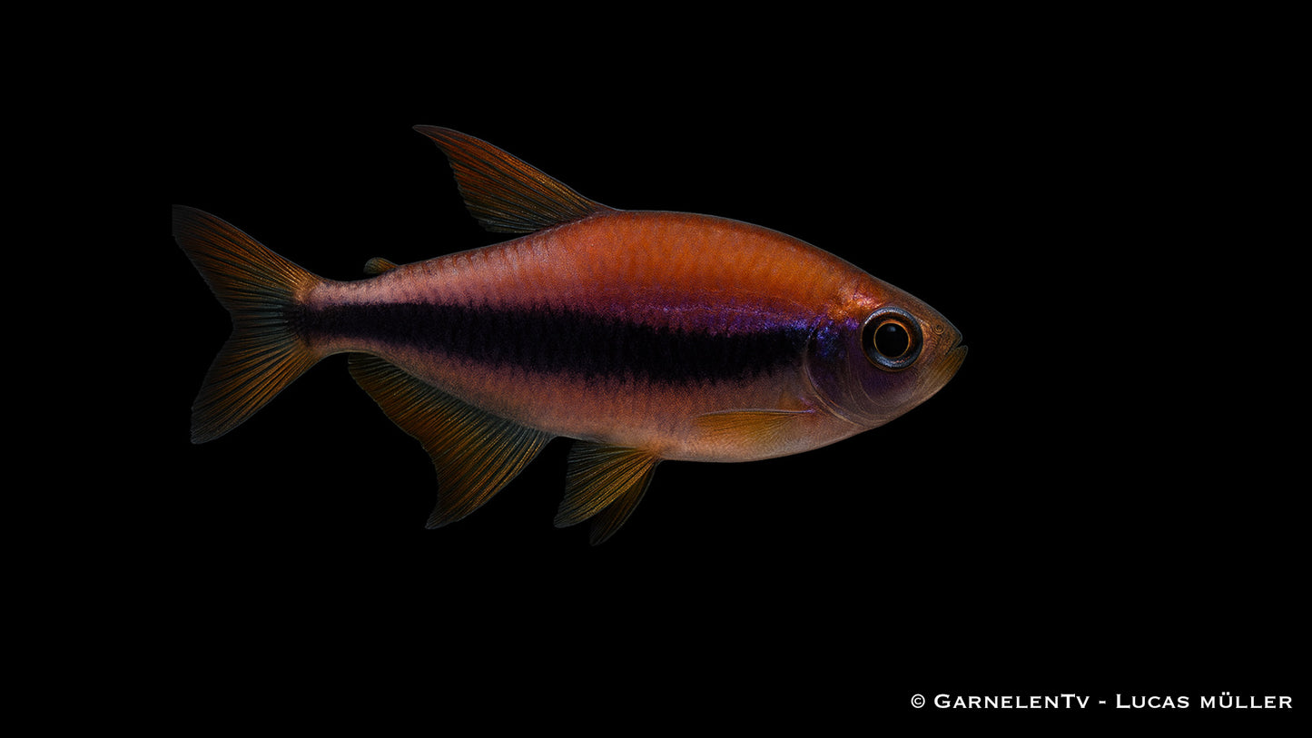 Königssalmler DNZ lg