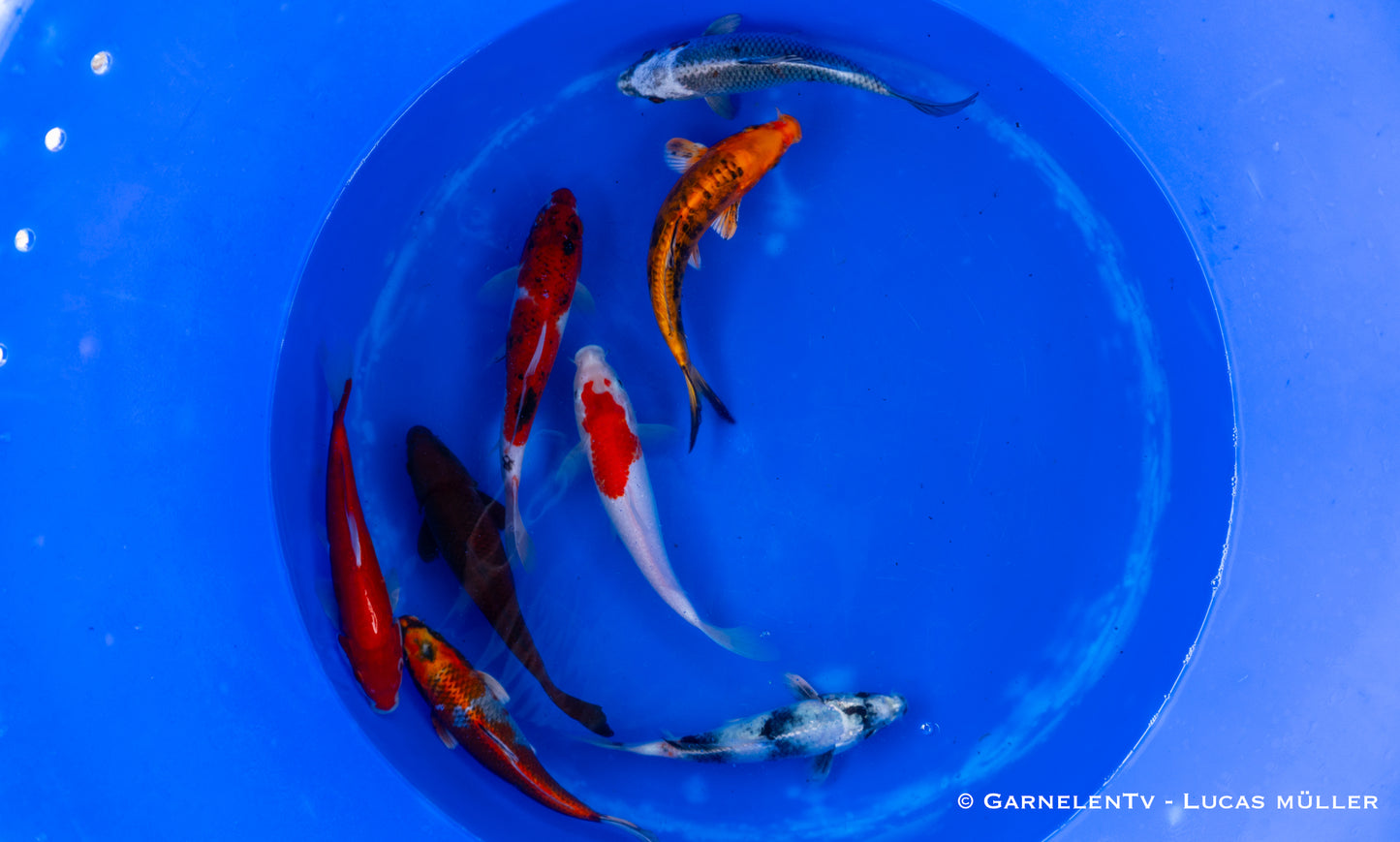 Koi B 20-25 cm