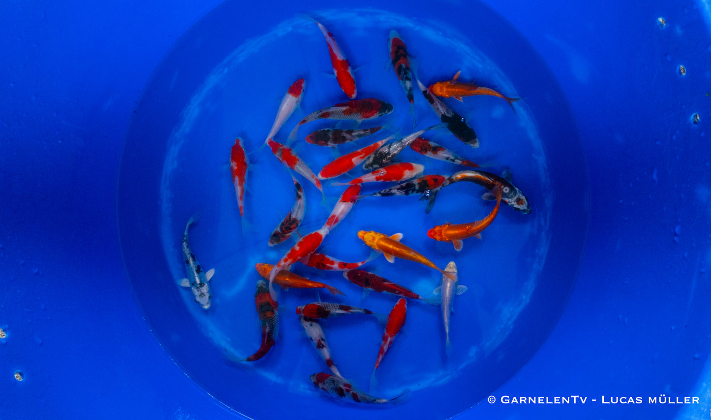 Japankoi Miyako 12-15 cm