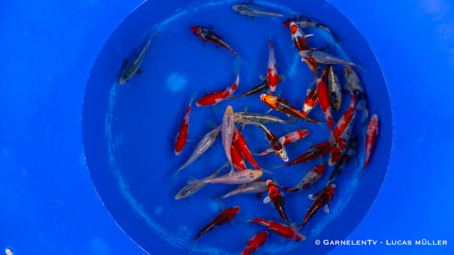 Japankoi Hosokai 13-15 cm