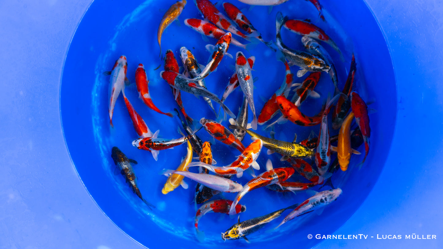 Japankoi Ikarashi 13-15 cm