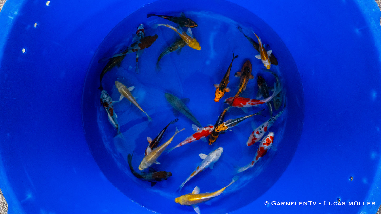 Japankoi Yamazaki 13-15cm