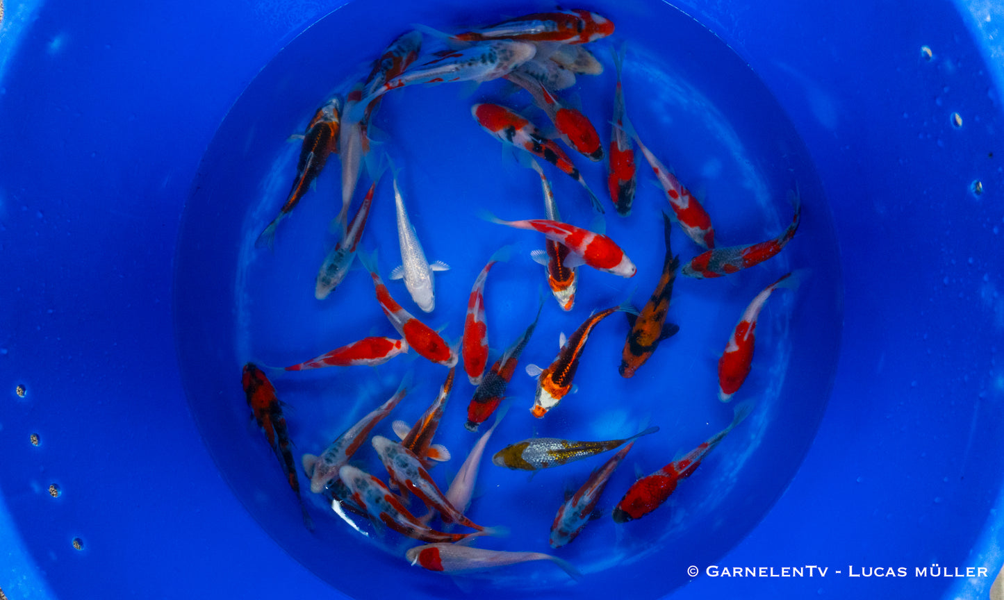 Japankoi Tanaka 15-18 cm