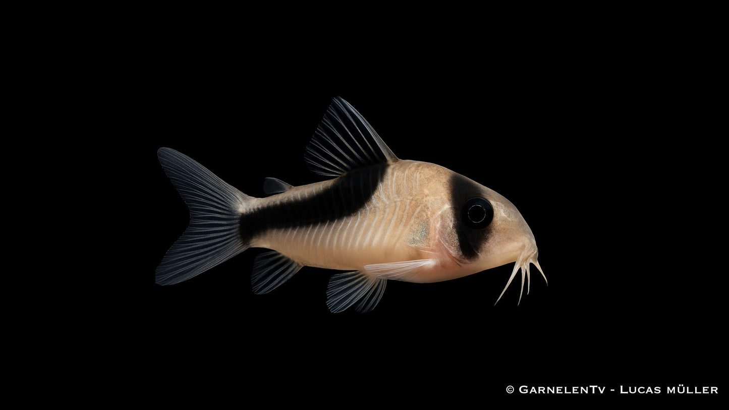 Kopfbindenpanzerwels WF med