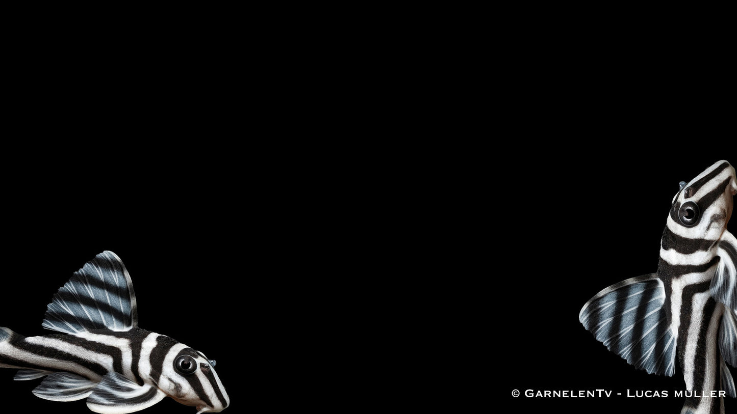 L 046 Zebra Pleco DNZ 5 cm