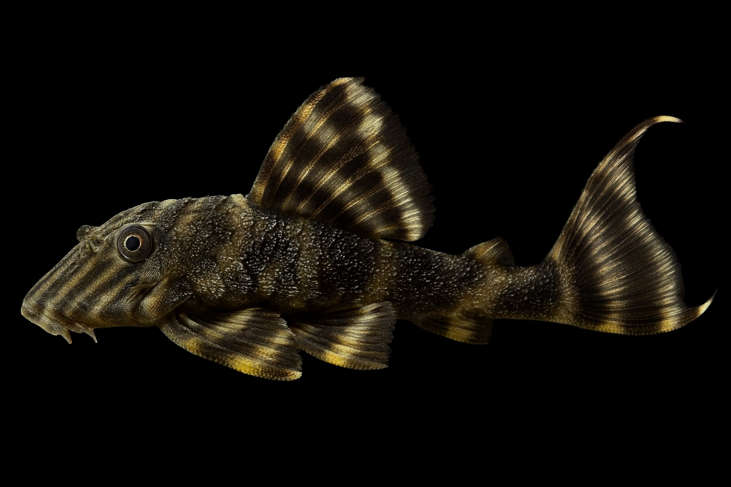 L 002 Tiger Pleco 12-13 cm