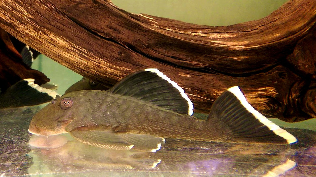 L 047 Magnum Pleco WF 5-6 cm