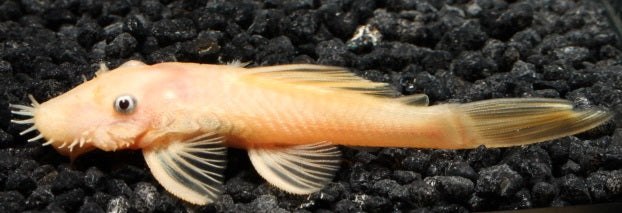 L 144 goldener Antennenwels ENZ 4 m