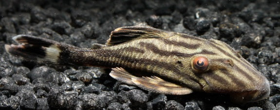 L 190 Panaque Wels 15-17 cm