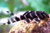 L 204 Peru-Zebrawels WF 6-8 cm