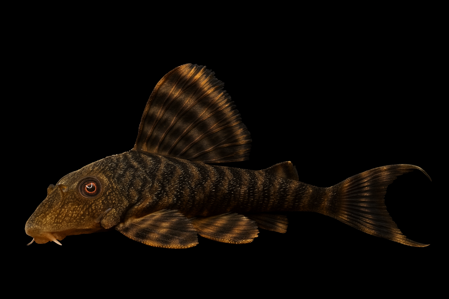 L 226 Oranger Tiger Wels WF 4-6 cm