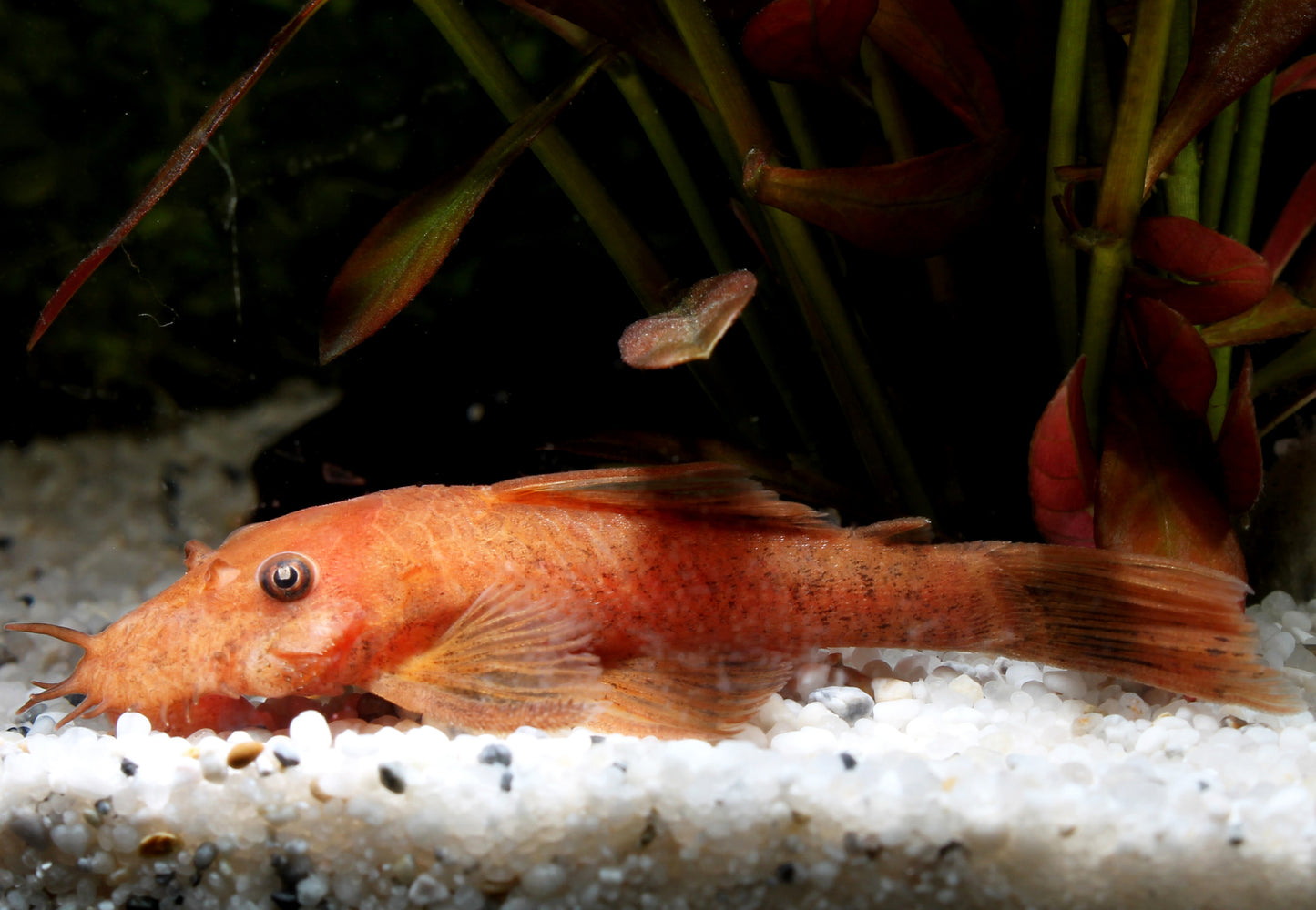 LDA 16 rot DNZ 4-7 cm