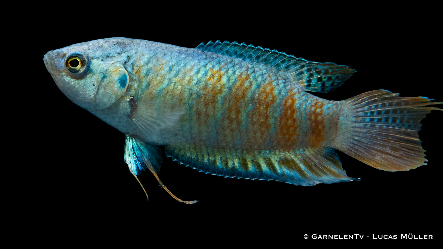 Makropode metallic blau DNZ med