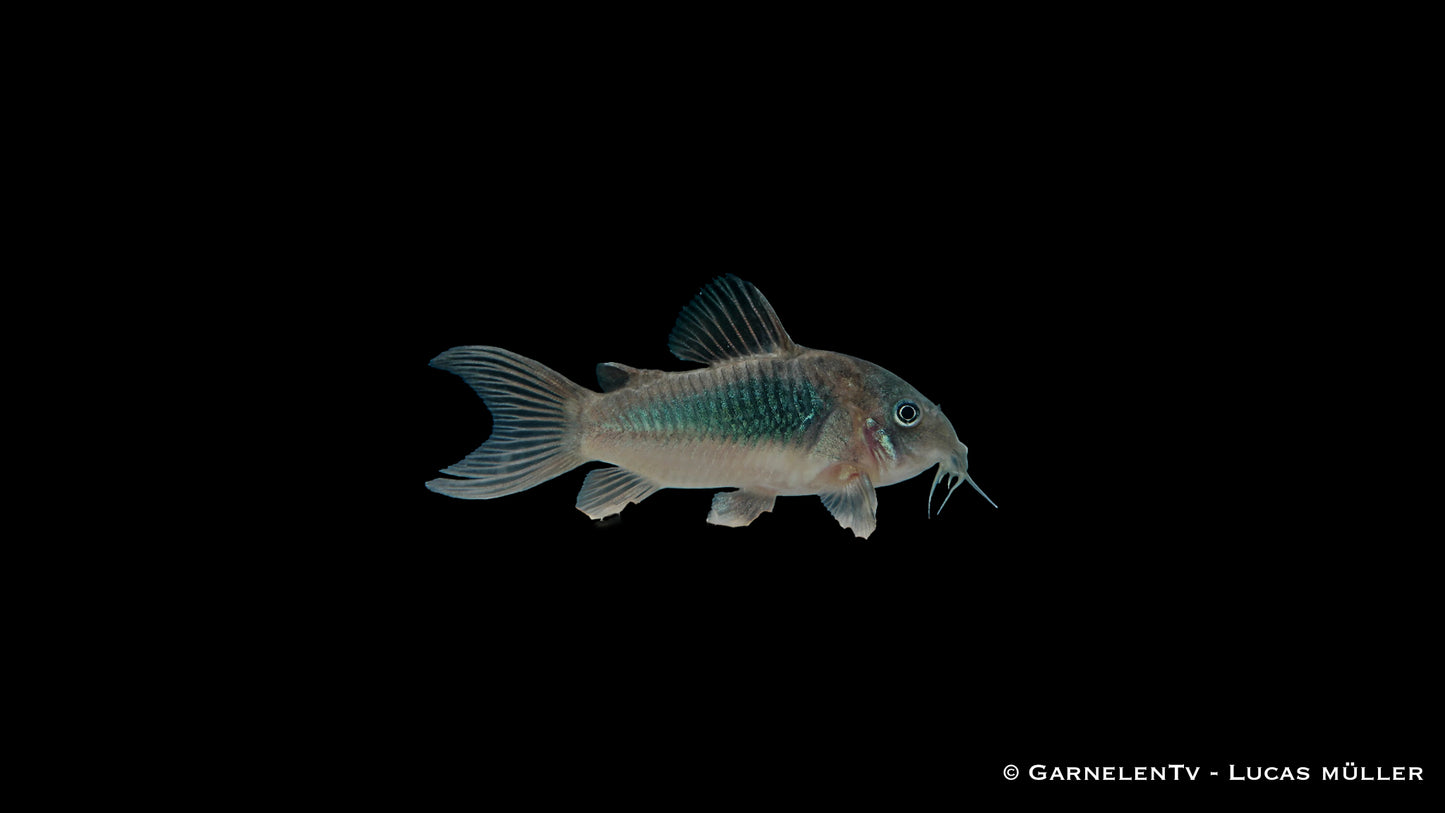 Metallpanzerwels NZ ml