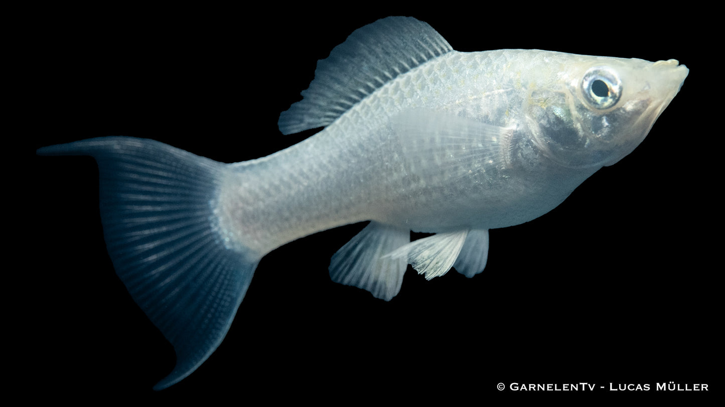 Molly silber lyra lg