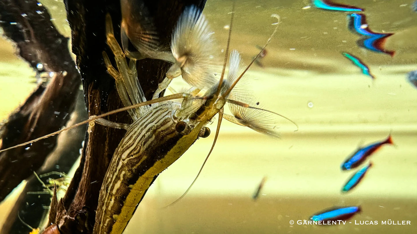 Fächergarnele 4-5 cm