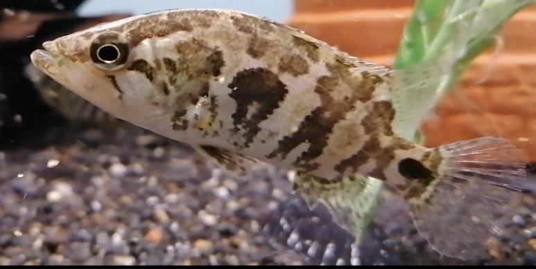 Nanderbarsch WF 6-8 cm