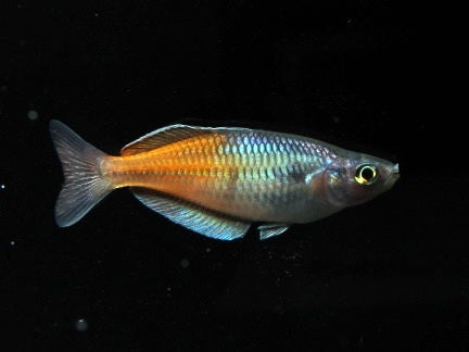 Orange Blauer Regenbogenfisch 5 cm