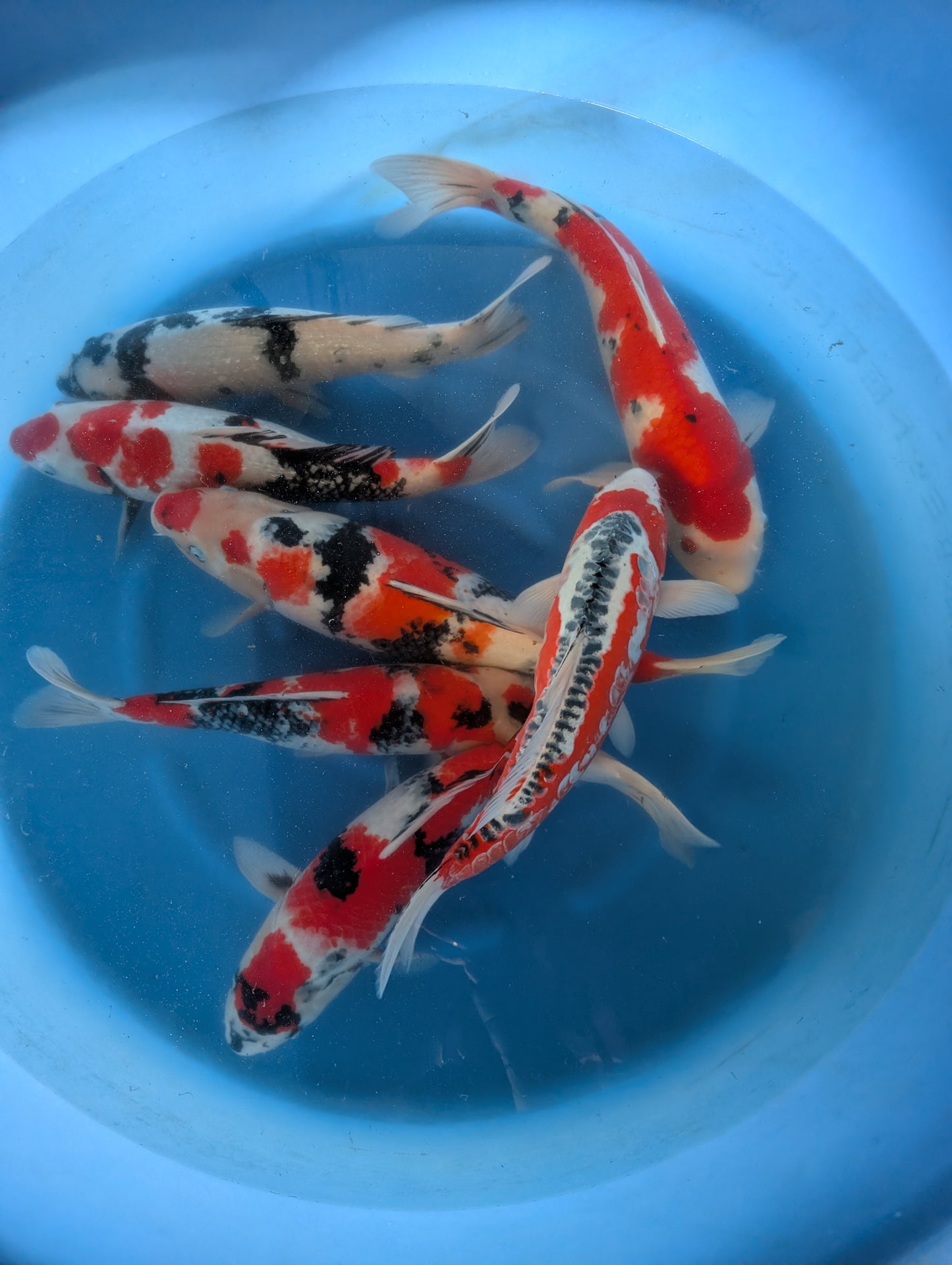 Japankoi Hirasawa 55-60 cm