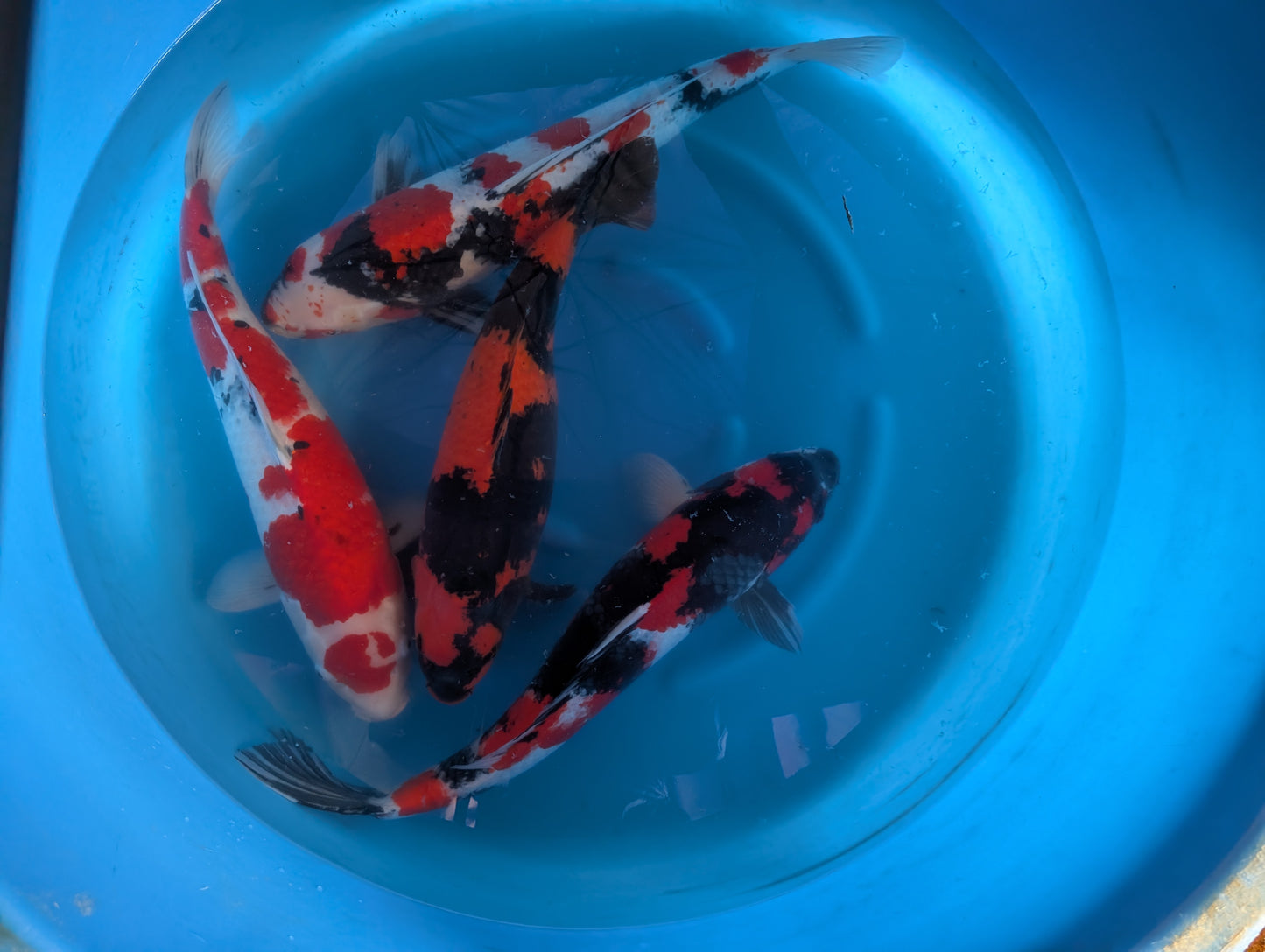 Japankoi Hirasawa 62-70 cm