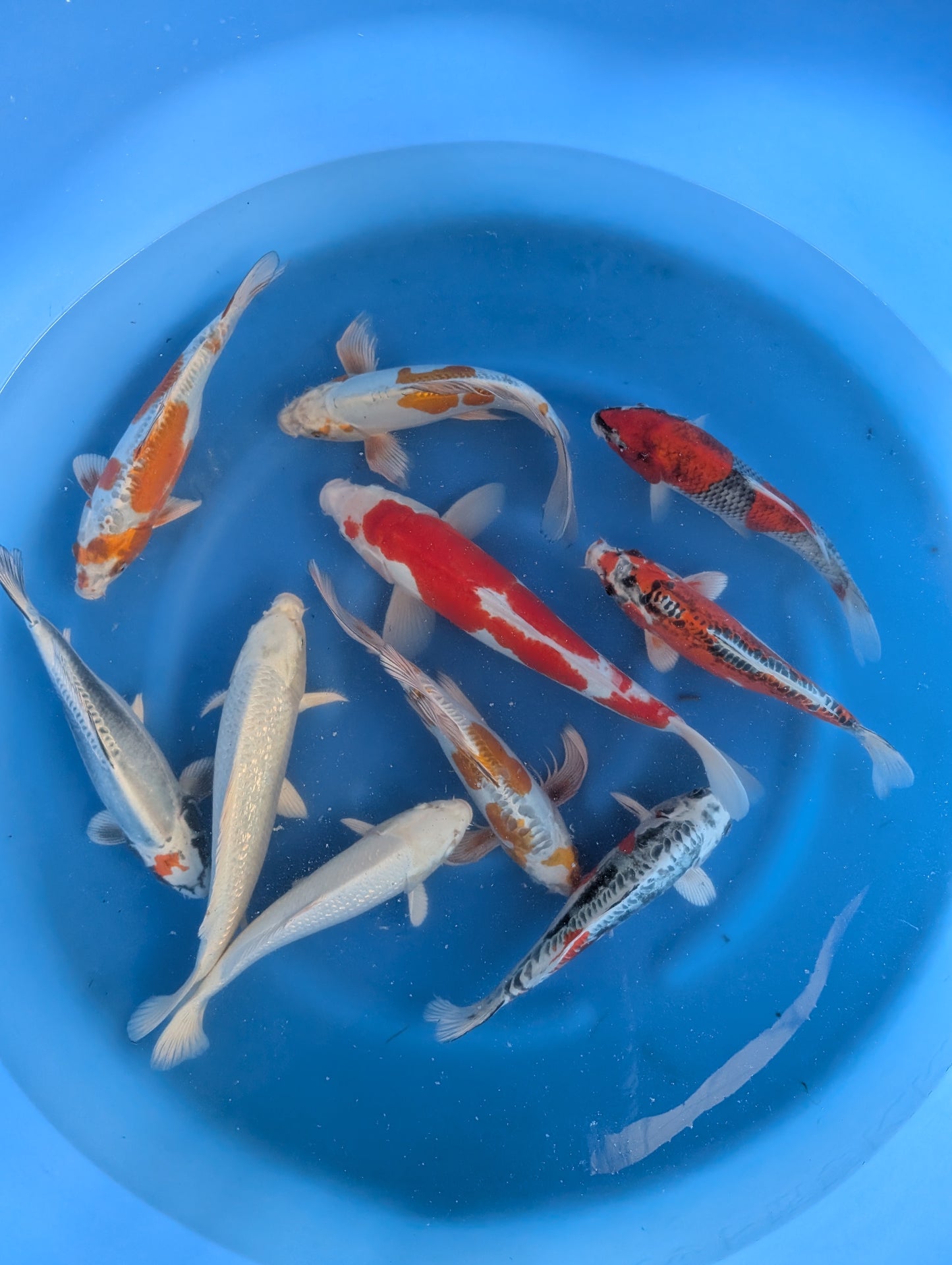 Japankoi Yamazaki 35-40 cm