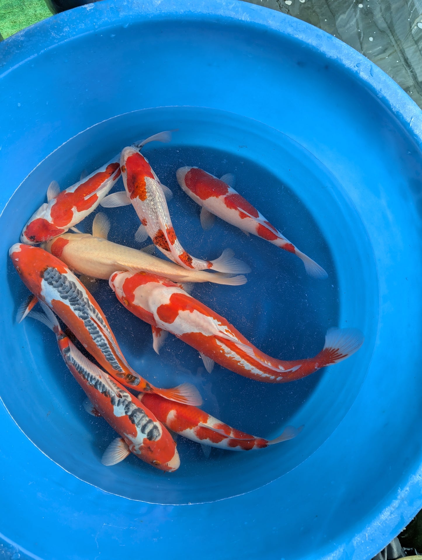 Japankoi Hosokai 40-45 cm