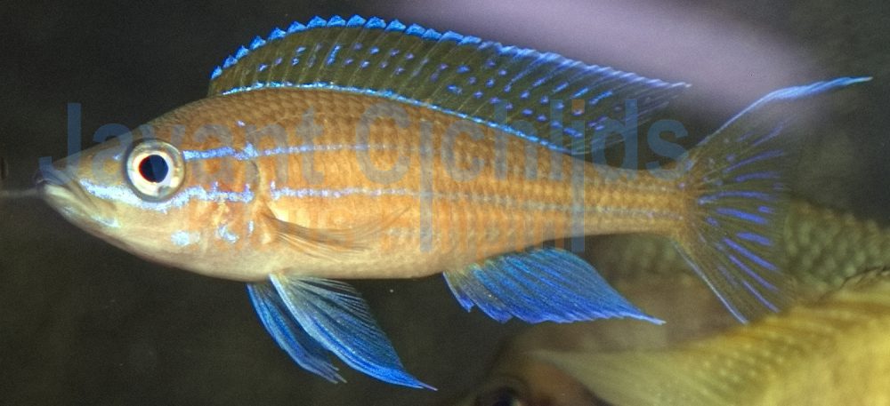 Chituta Heringscichlide WF-F1 6-8 cm