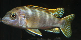 Perlmuttbuntbarsch DNZ 4 cm