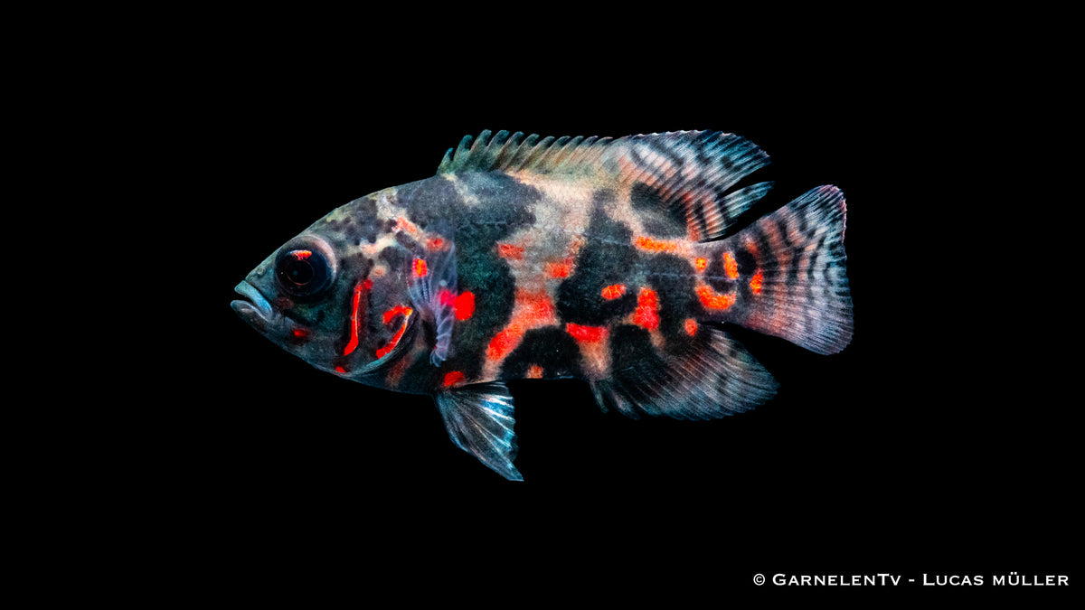 Pfauenaugenbuntbarsch rot-tiger 6 cm