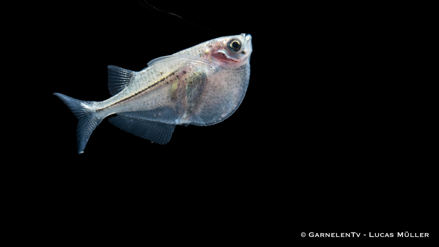 Platinbeilbauch WF lg