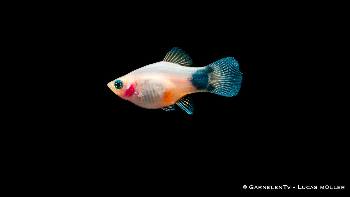 Platy white mickey mouse med (Asien)