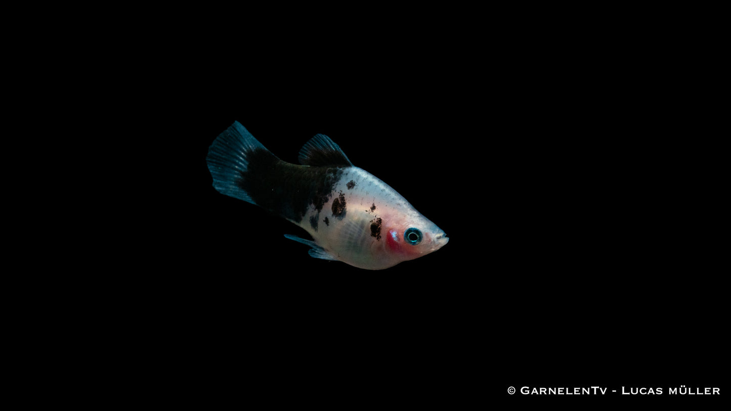 Platy panda med (Asien)