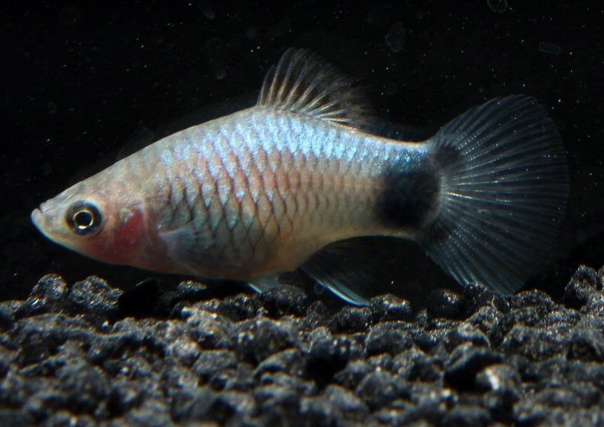 Platy blau mickey mouse SBS med