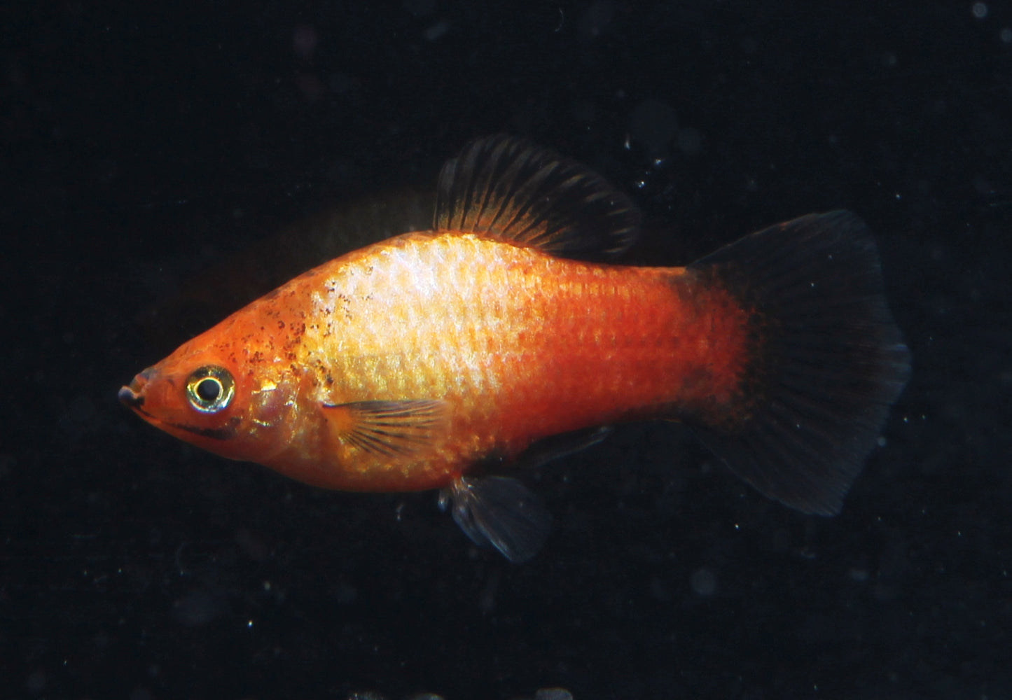 Platy Deutschland glühlicht SBS lg