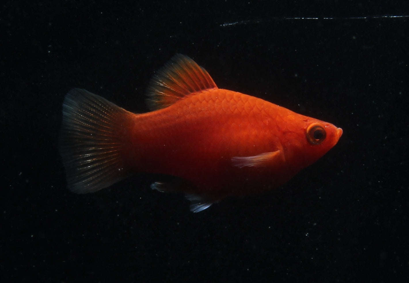 Platy korall rot SBS ml