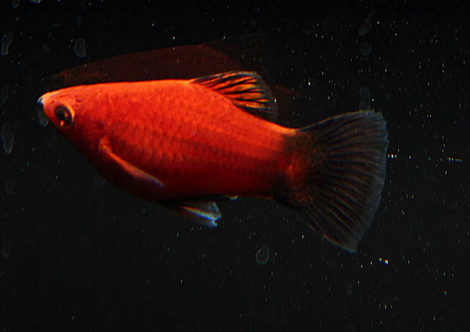 Platy korall rot wagtail SBS ml