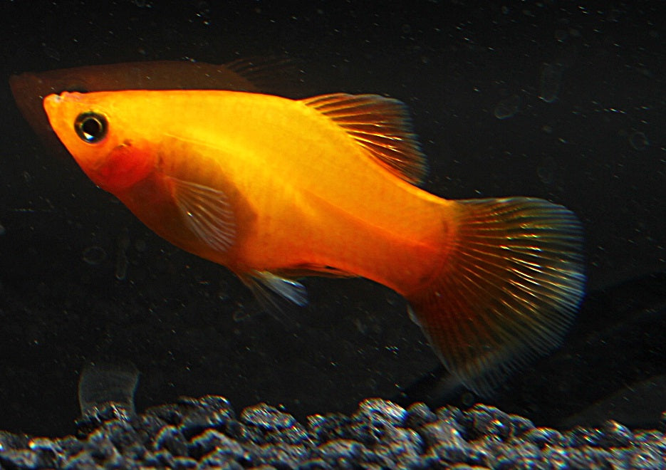 Platy marygold med (Asien)