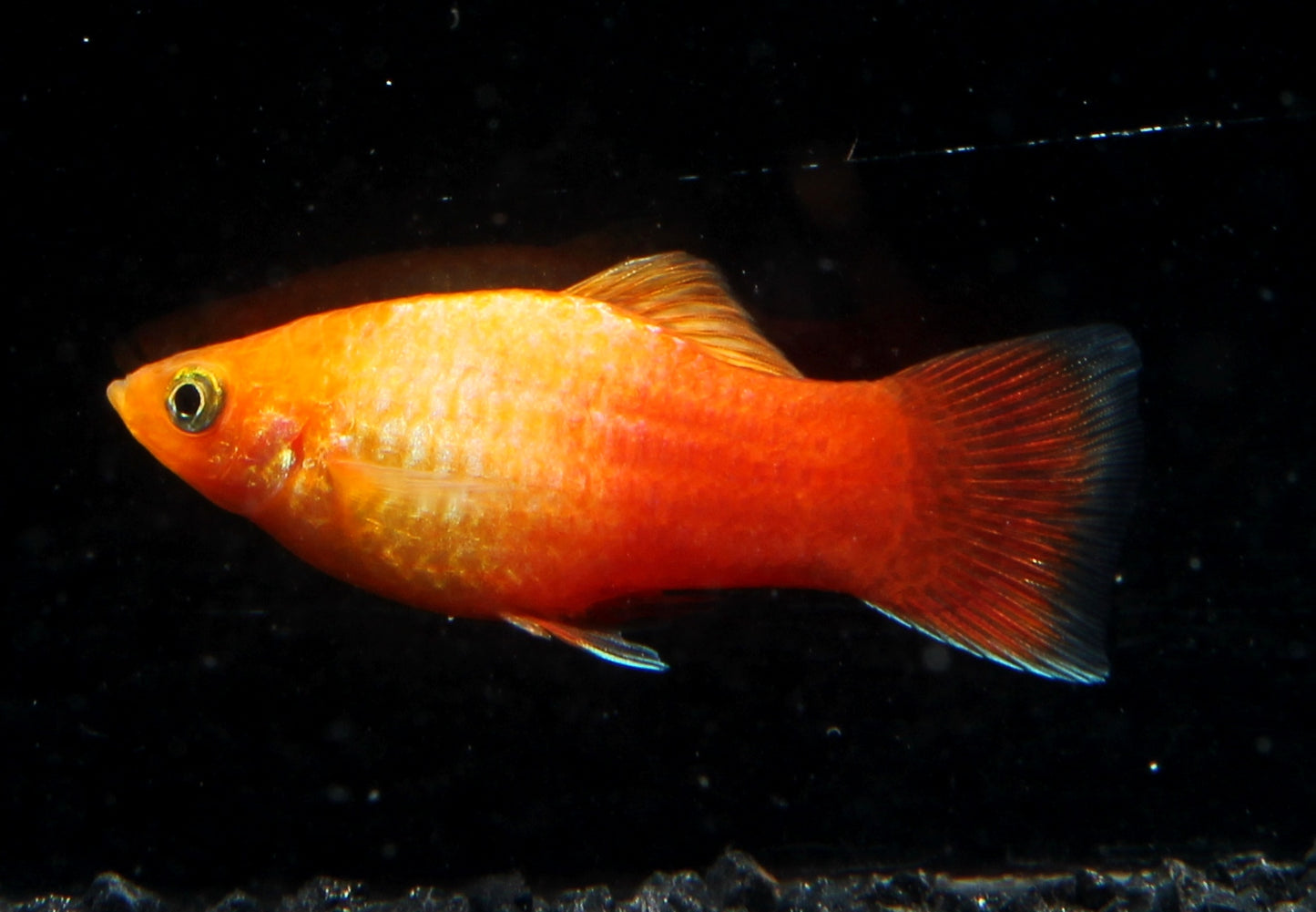Platy marygold glühlicht SBS ml